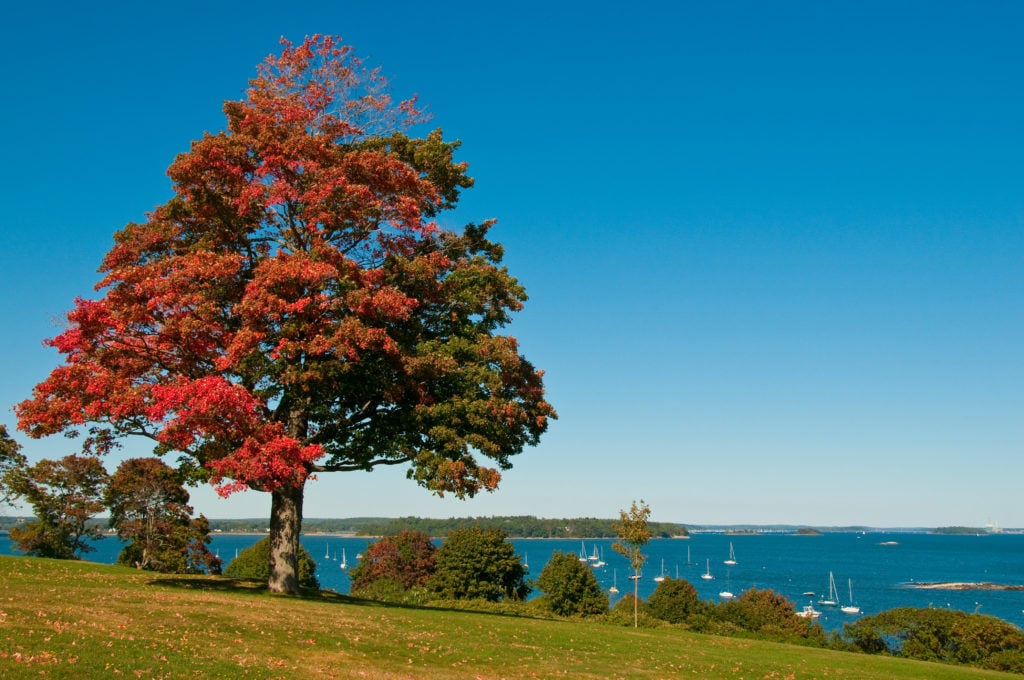 Multi-color tree in Portland's Back Cove